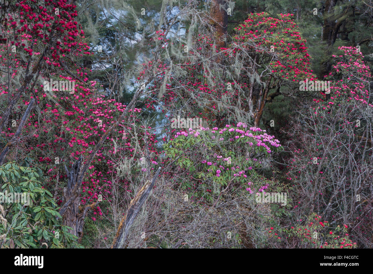 Blühende Rhododendren Buchse, Bhutan. Stockfoto