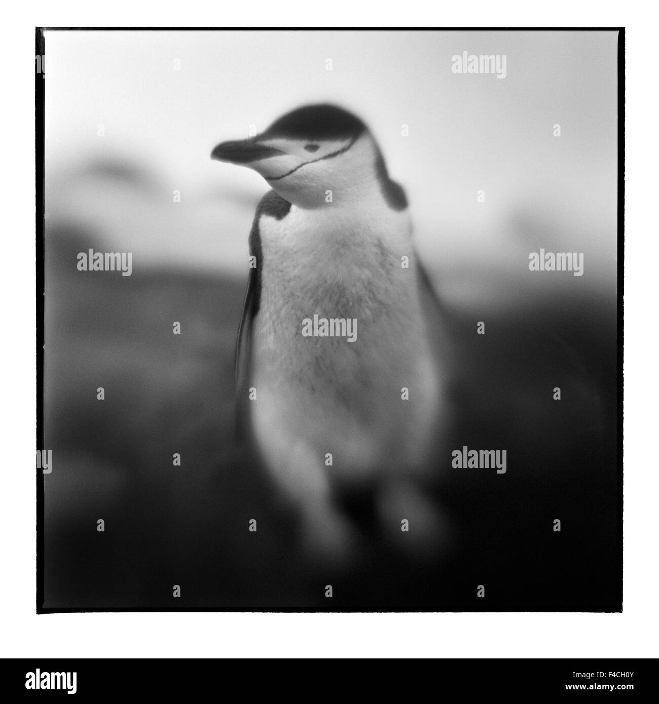 Antarktis, Deception Island, verschwommene schwarz-weiß Bild der Kinnriemen Pinguin stehen am Rand der Kolonie (großformatige Größen erhältlich). Stockfoto