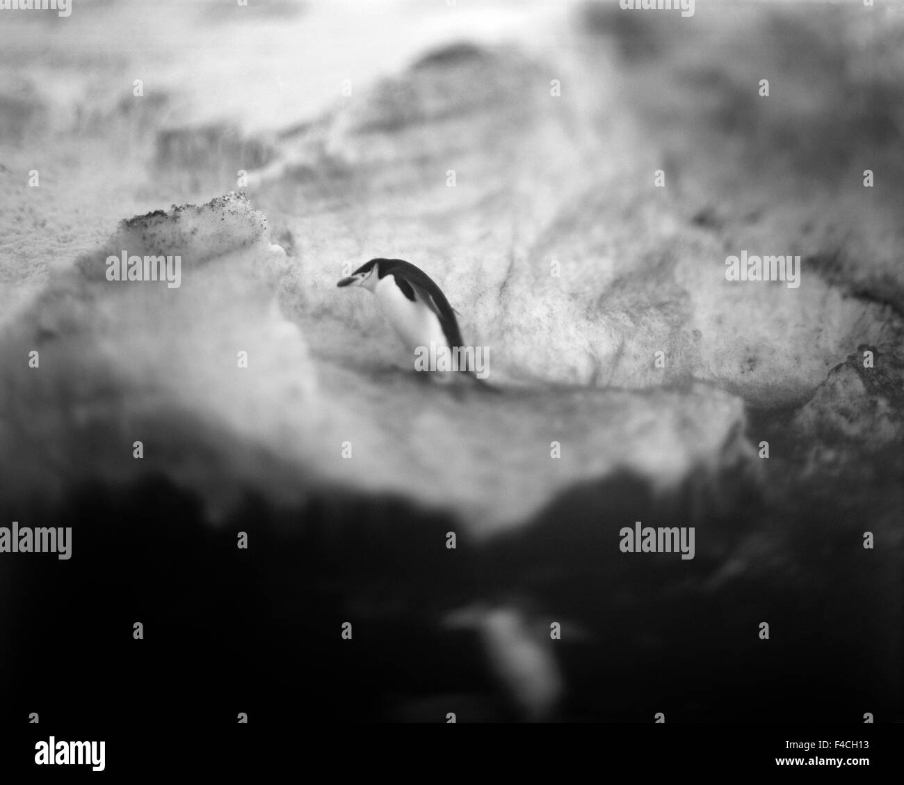 Antarktis, Deception Island, verschwommene schwarz-weiß Bild auf Schneehang Kinnriemen Pinguin steht. Stockfoto