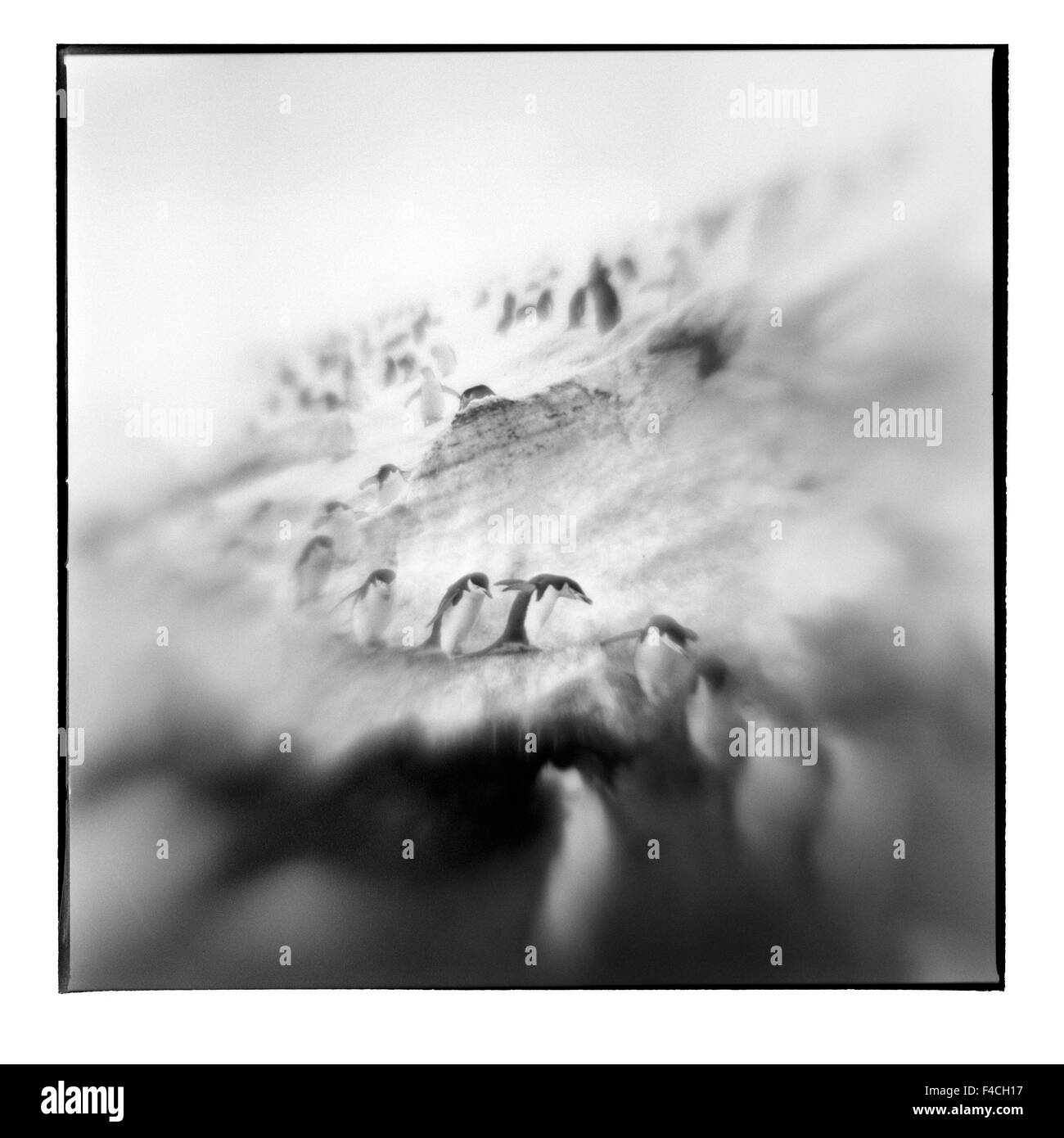 Antarktis, Deception Island, verschwommene schwarz-weiß Bild der Kinnriemen Pinguine Abstieg Schneehang (großformatige Größen erhältlich). Stockfoto