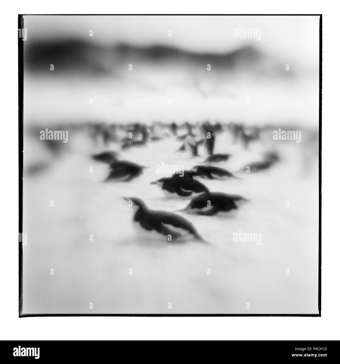 Antarktis, Deception Island, verschwommene schwarz-weiß Bild der Kinnriemen Pinguine ruht auf Schneehang (großformatige Größen erhältlich). Stockfoto