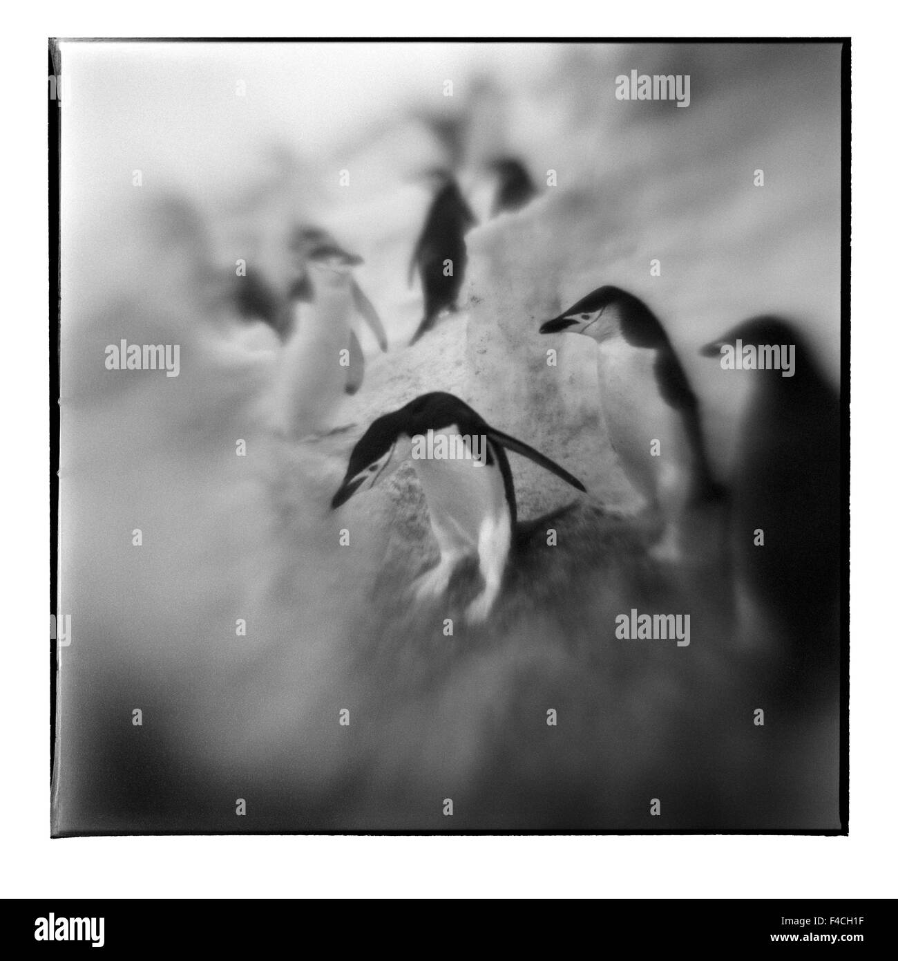 Antarktis, Deception Island, verschwommene schwarz-weiß Bild der Kinnriemen Pinguine stehen im Schnee auf Frühling Nachmittag (großformatige Größen erhältlich). Stockfoto