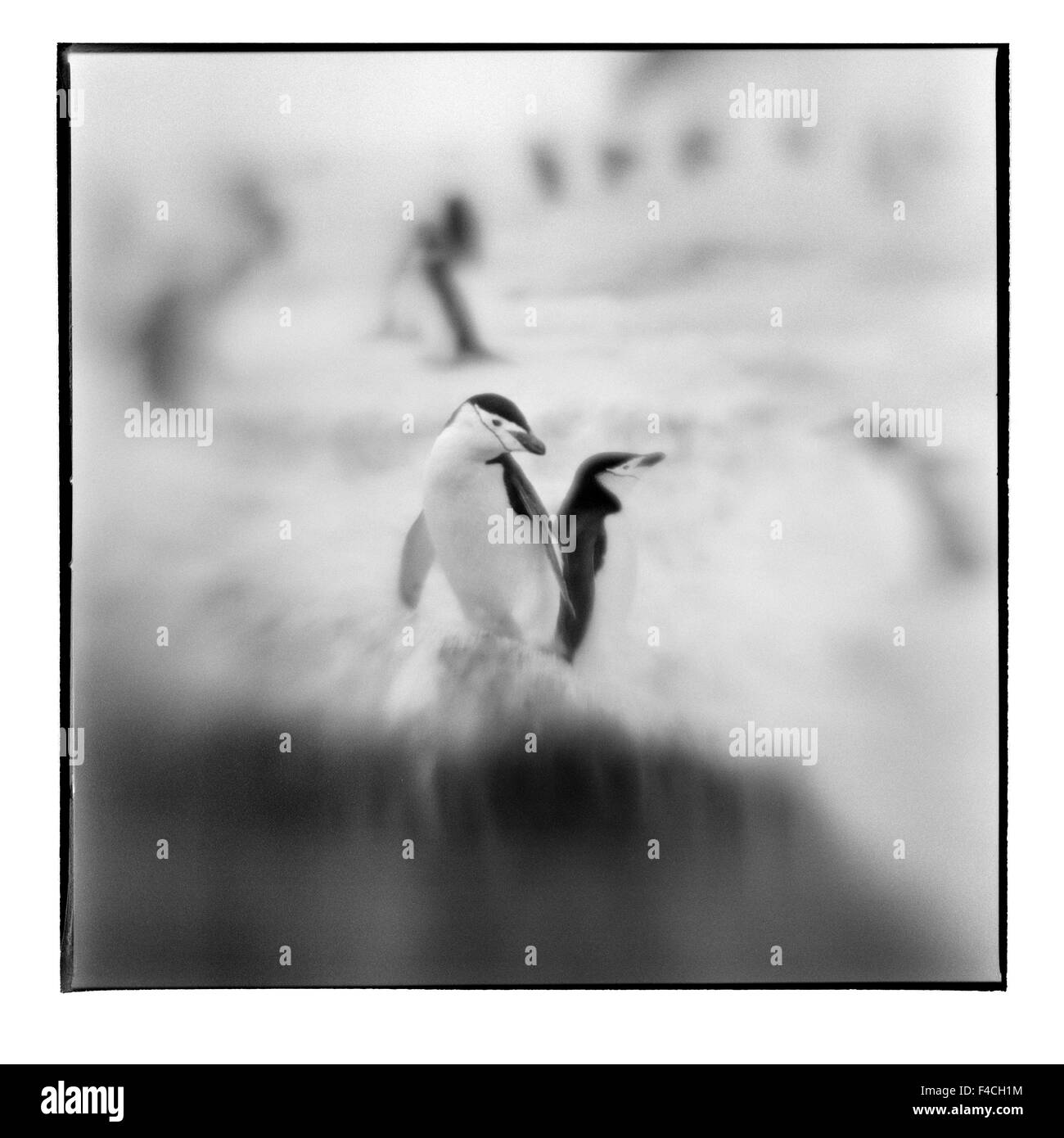 Antarktis, Deception Island, verschwommene schwarz-weiß Bild der Kinnriemen Pinguine stehen auf Schnee Piste entlang der Küste (großformatige Größen erhältlich). Stockfoto