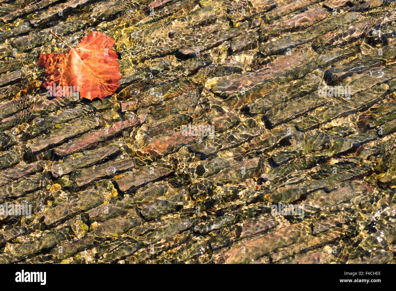 Herbst Blatt in einem stream Stockfoto