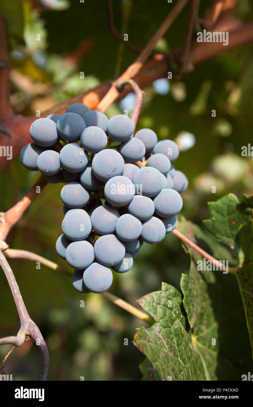 China, Ningxia. Merlot-Trauben hängen Reben auf Basis einer Weinberg bei Pernod Ricard Domaine Helan Mountain Winery. Stockfoto