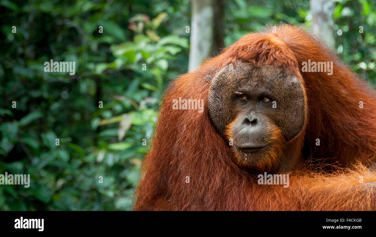 Alpha Männchen Orang-Utan auf Borneo Stockfoto