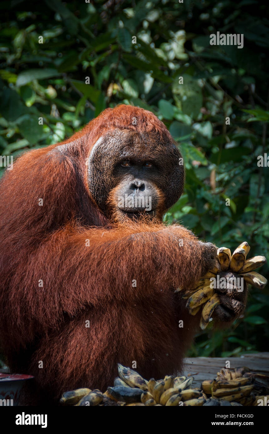 Orang Utan alpha-Männchen mit Bananen in Borneo-Indonesien Stockfoto