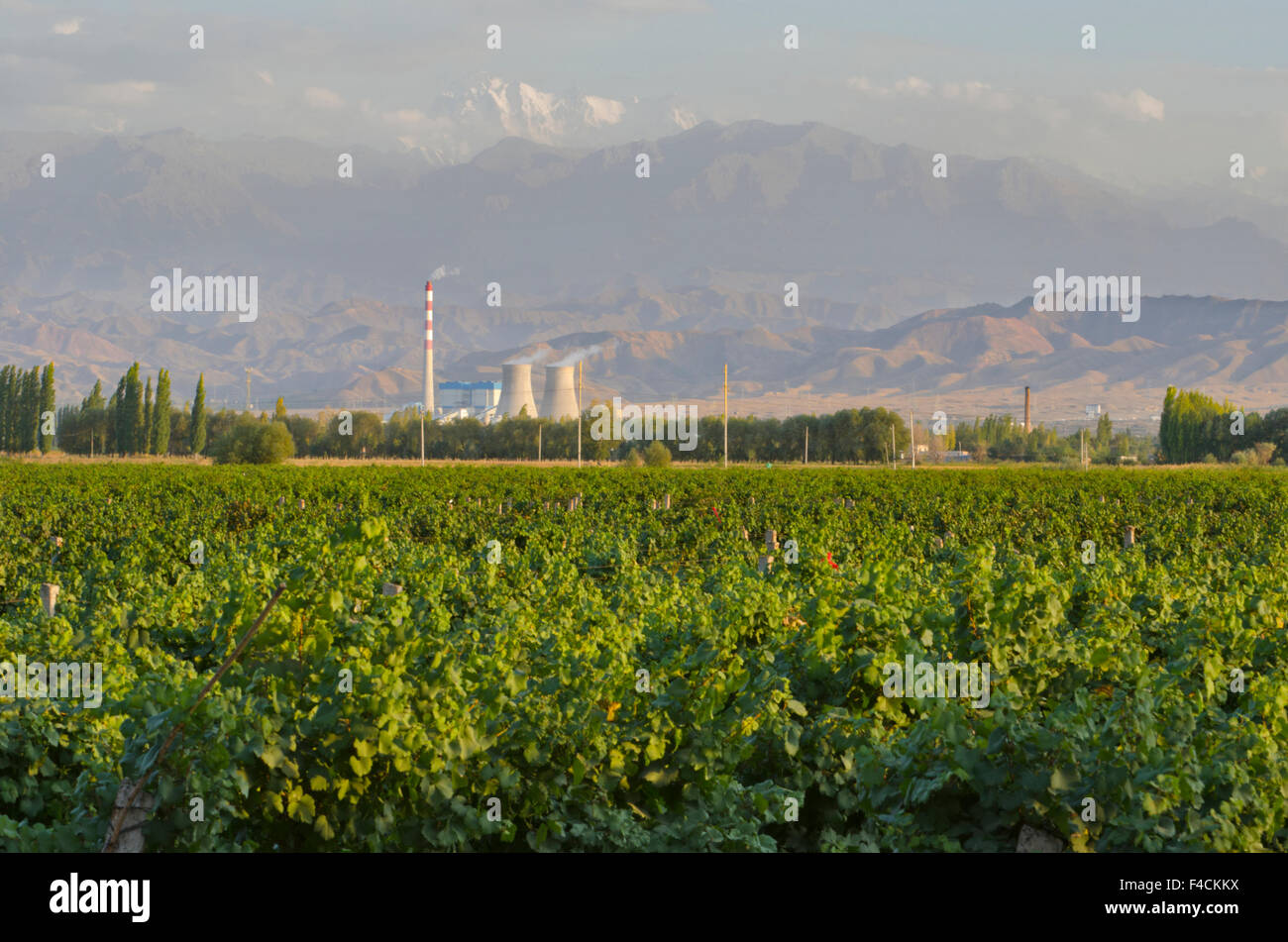 China Xinjiang Uyghur Fukang. CITIC Guoan Weingut bekommt Cabernet Sauvignon Trauben aus diesem Weinberg sitzt vor einem Kernkraftwerk und Bogda Peak im Tian Shan-Gebirge. Stockfoto