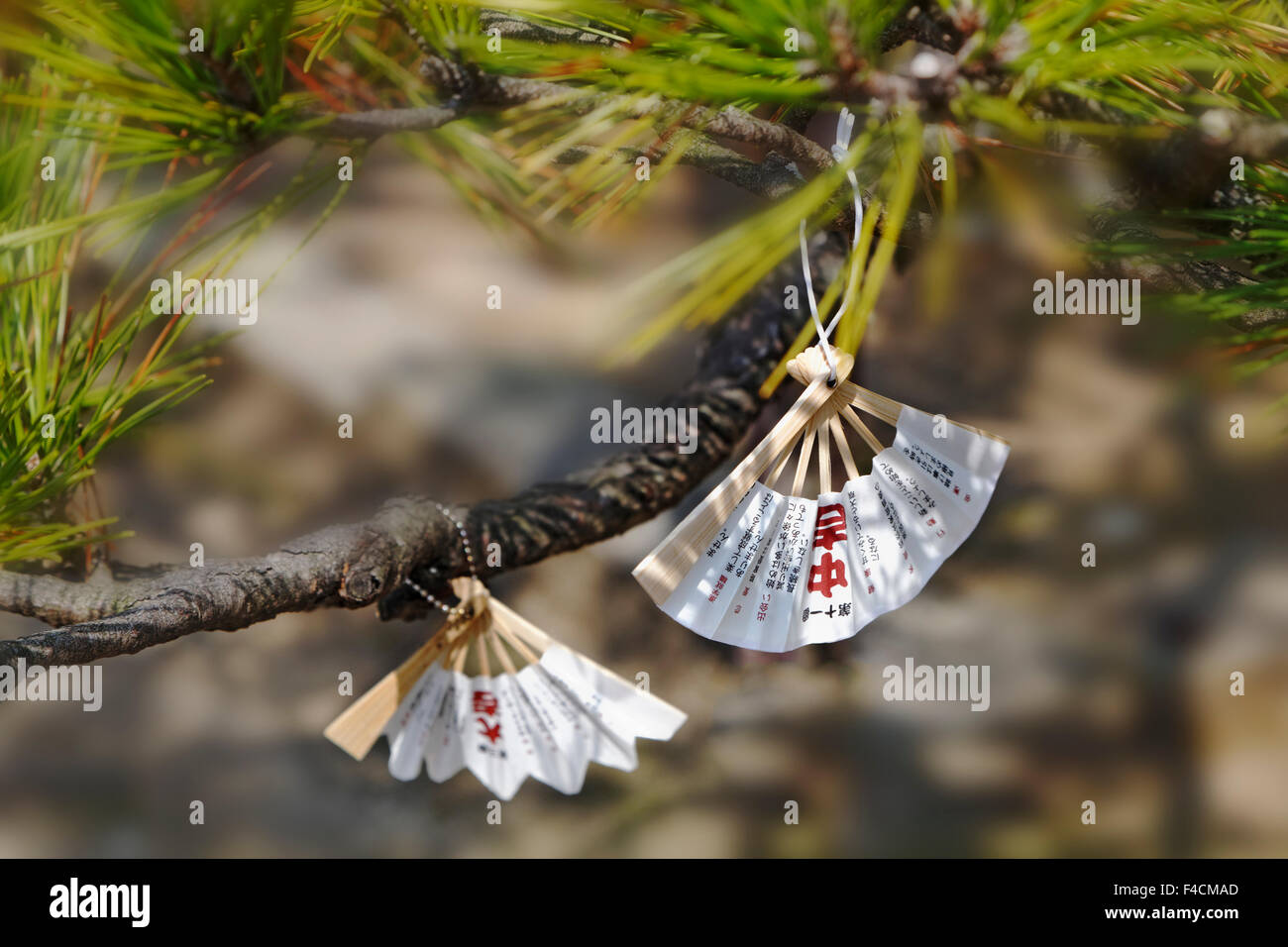 Japan, Amanohashidate. Fächerförmige Vermögen hängen in Kiefern am Chionji Tempel. Kredit als: Dennis Flaherty / Jaynes Galerie / DanitaDelimont.com Stockfoto