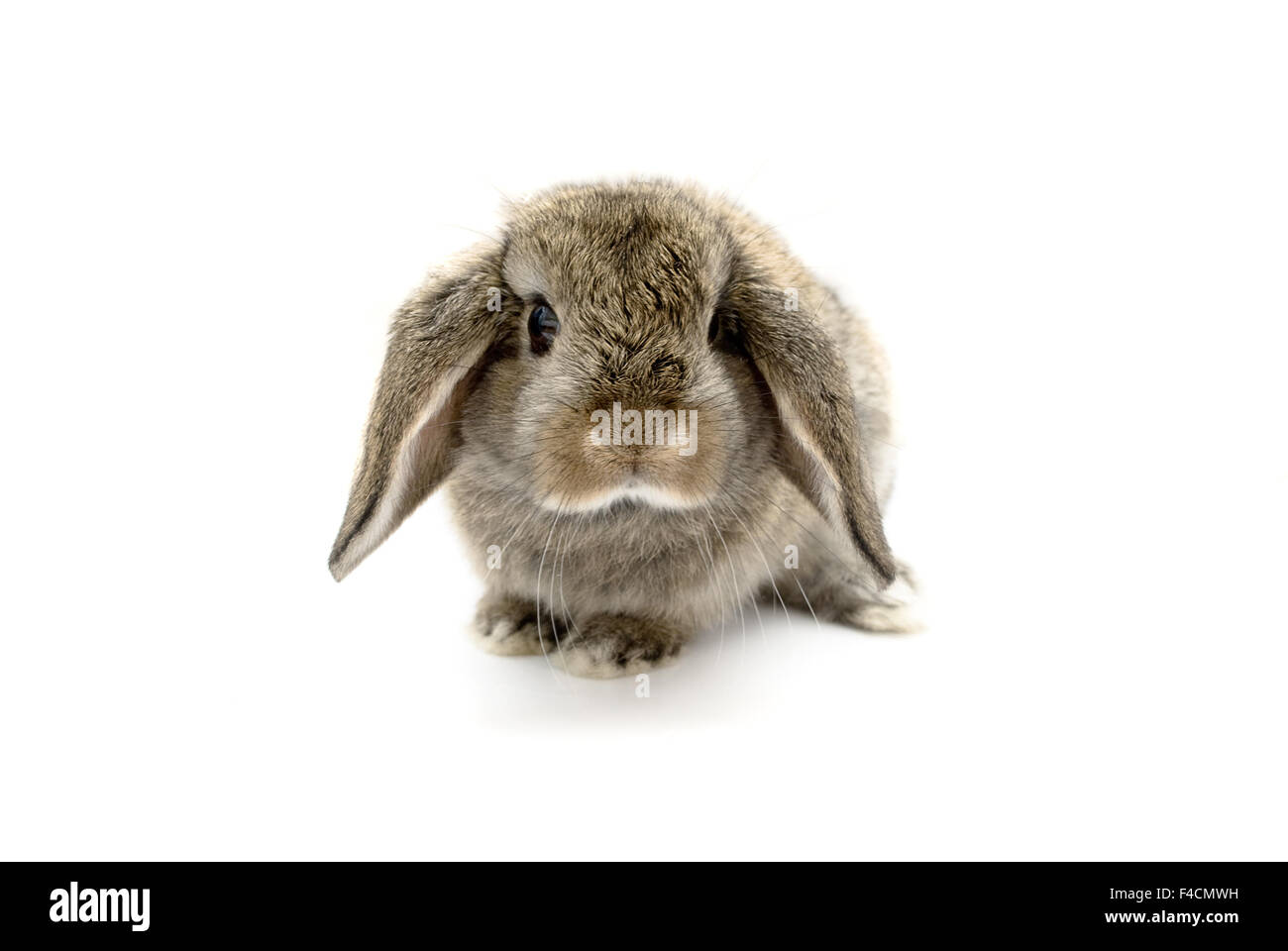 Entzückende fünf Wochen altes Baby lop eared Rabbit. Stockfoto