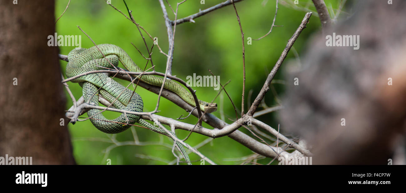 Giftig grüne Schlange auf einem Ast Stockfoto