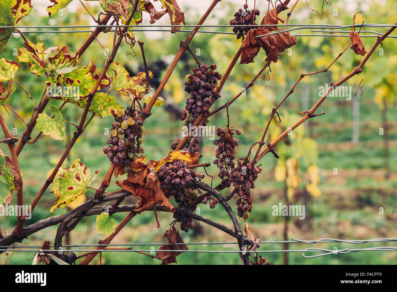 Nahaufnahme, alte verdorrte rote Trauben Wein Plantage auf einem Weingut. Stockfoto