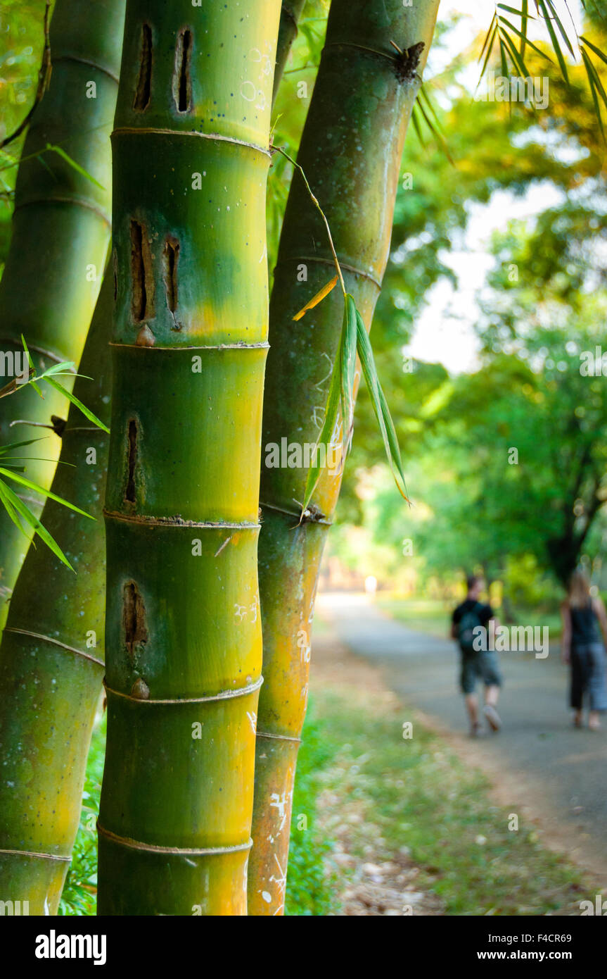 Bambusstöcke mit Menschen im Hintergrund Stockfoto