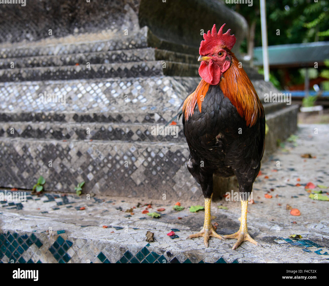 Laos, Luang Prabang. Hahn auf dem Tempel. (Großformatige Größen erhältlich) Stockfoto