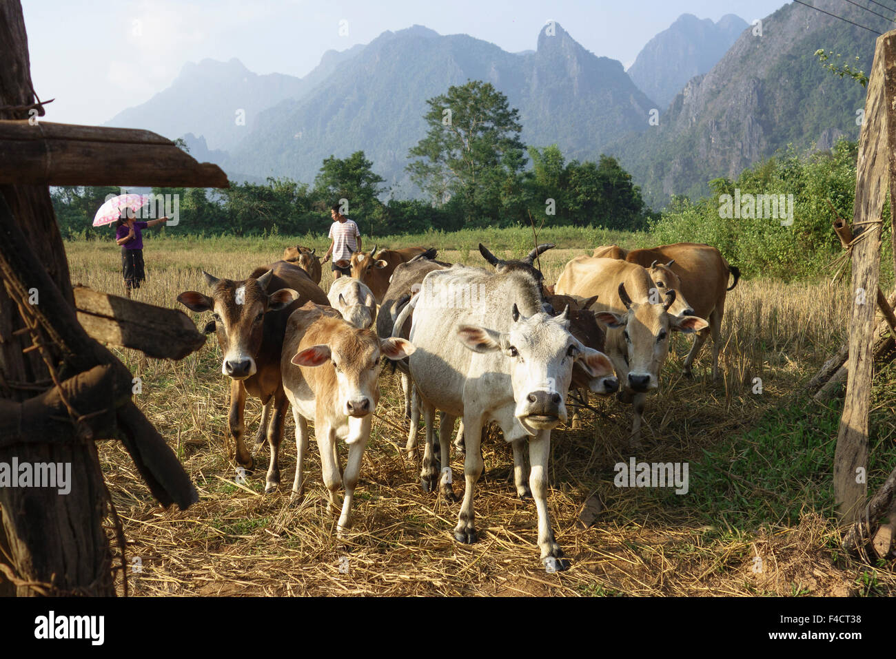 Laos, Vang Vieng. Kühe, nähert sich Tor. Stockfoto