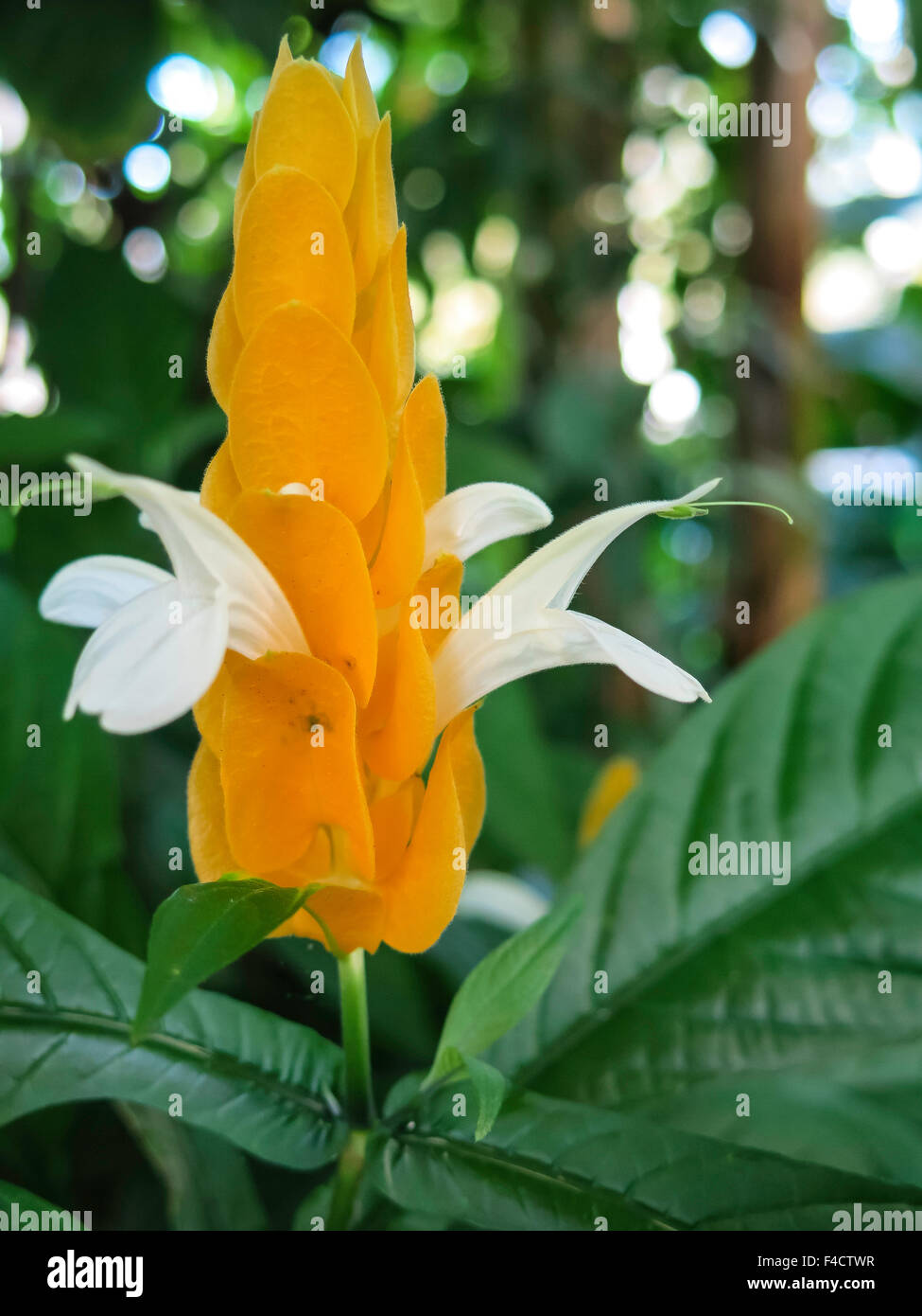 Pachystachys lutea Stockfoto