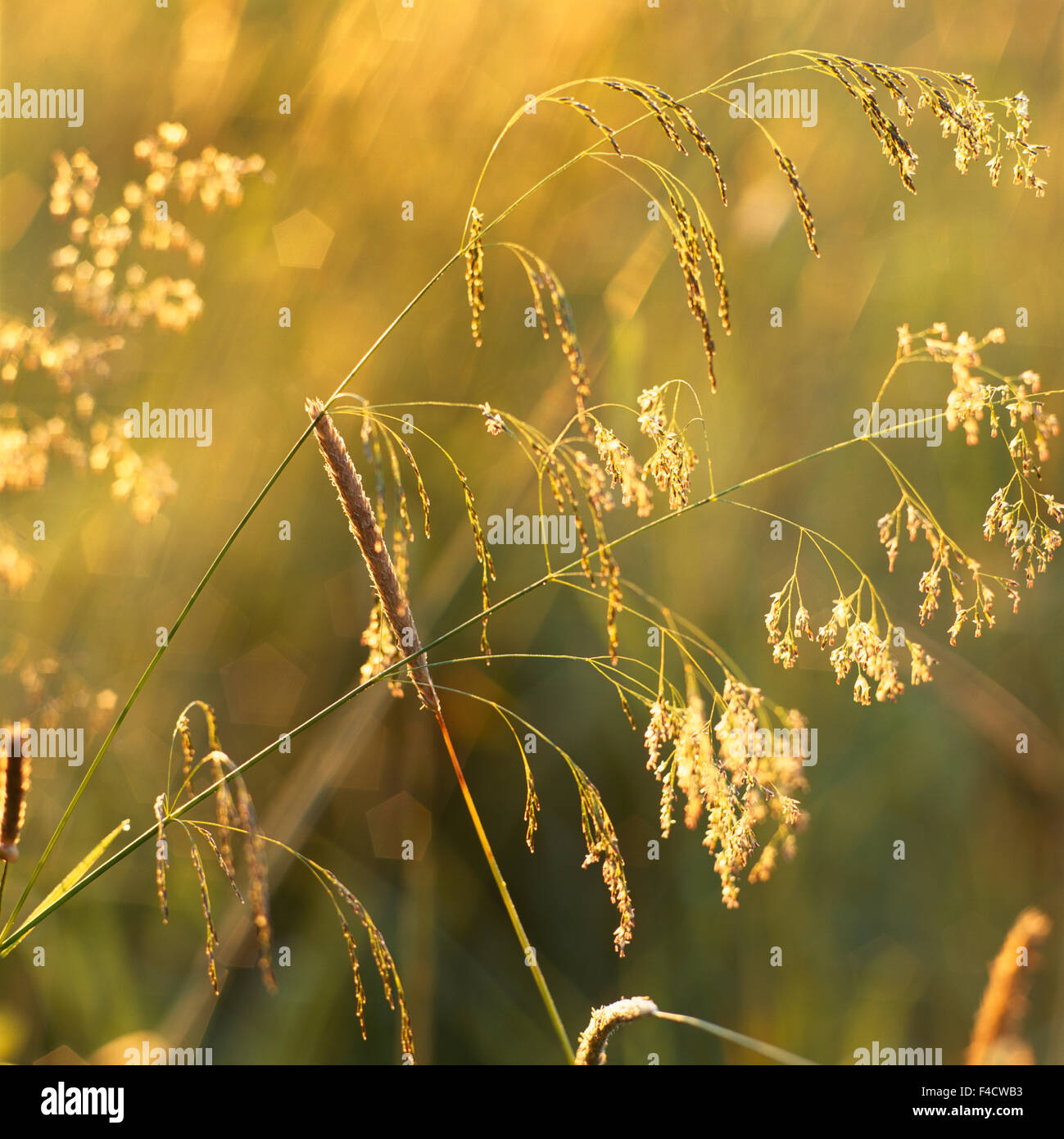 Meadow Foxtail und Holz Hirse. Stockfoto