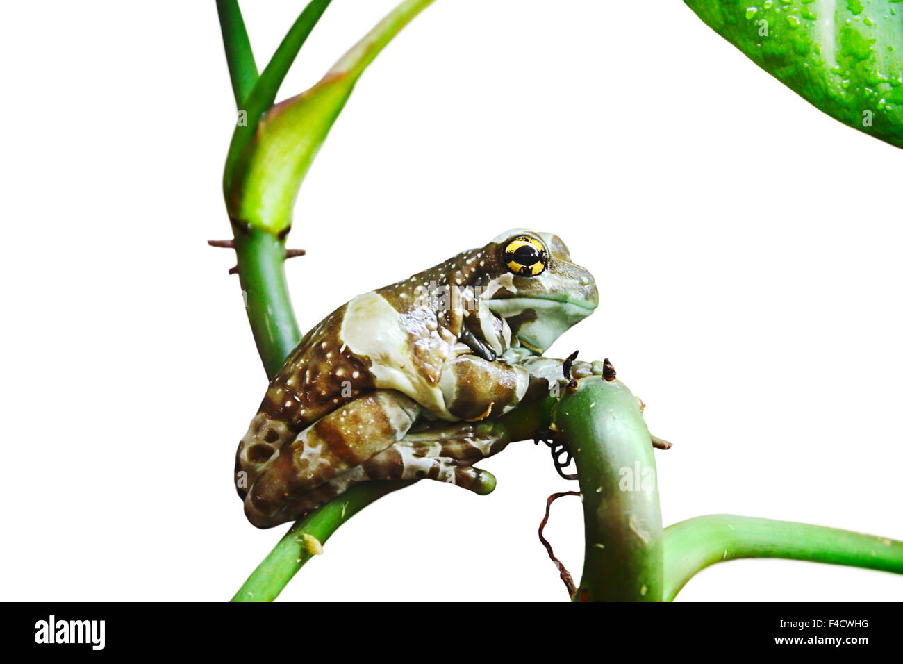 Milch-Frosch isoliert auf weiss Stockfoto