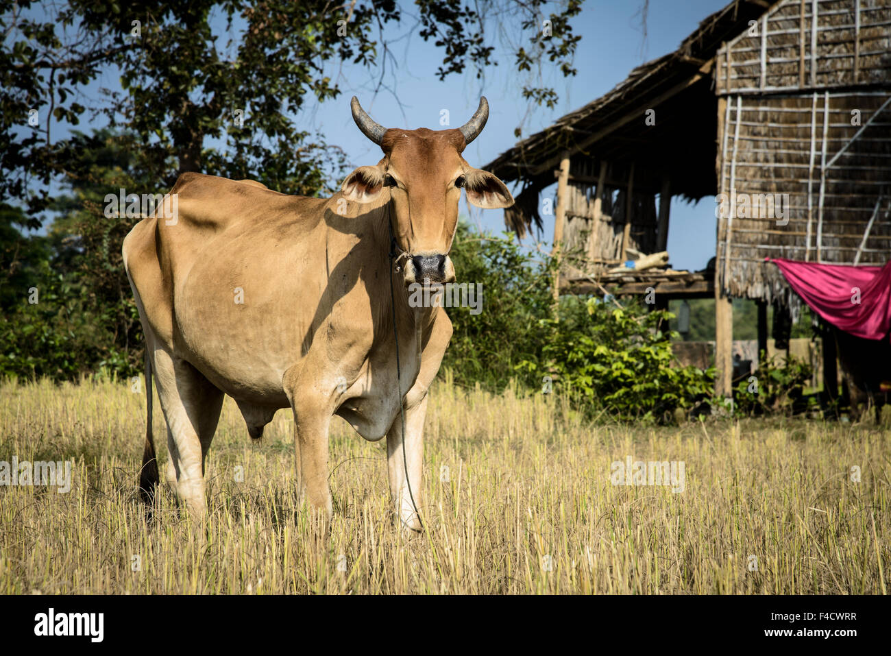 Kambodscha, Umgebung von Siem Reap. Kuh im Feld. (Großformatige Größen erhältlich) Stockfoto