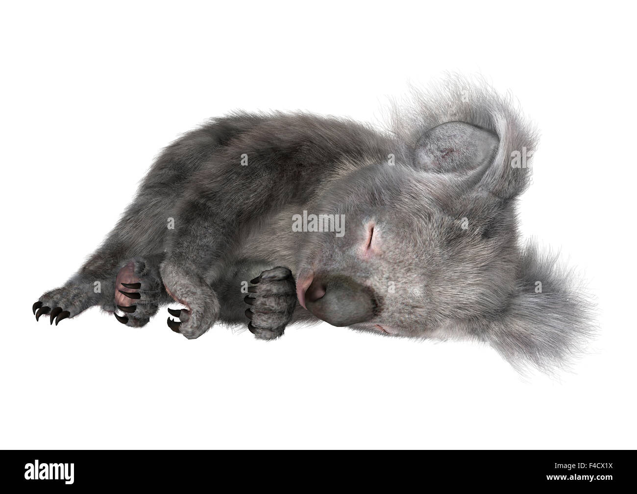 Digitale 3D Rendern eines niedlichen Australian Koala-Bären schlafen isolierten auf weißen Hintergrund Stockfoto