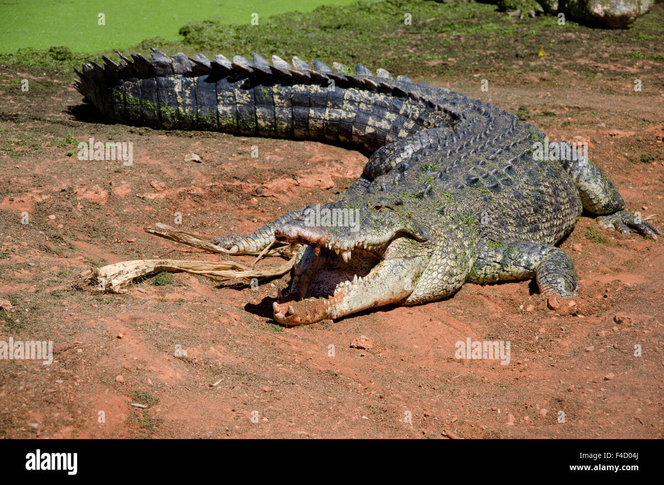 Australien, Broome. Malcolm Douglas Crocodile Park. Großer Salzwasser ...
