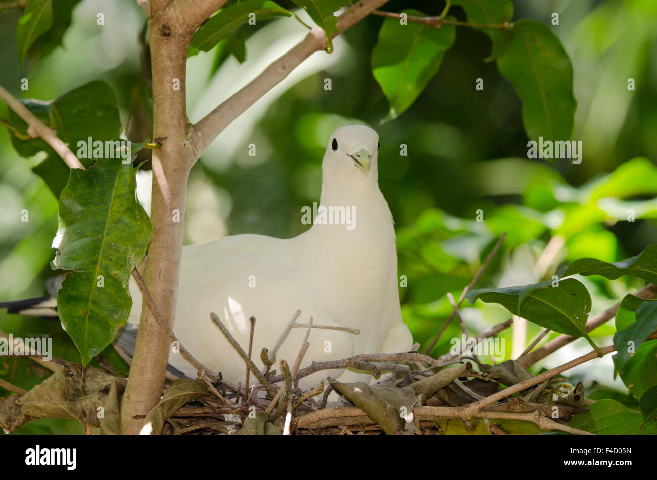 Australien, Northern Territory, Darwin. Territory Wildlife Park. Torresian Imperial-Taube, Taube (Ducula Spilorrhoa) am Nest genannt. Stockfoto