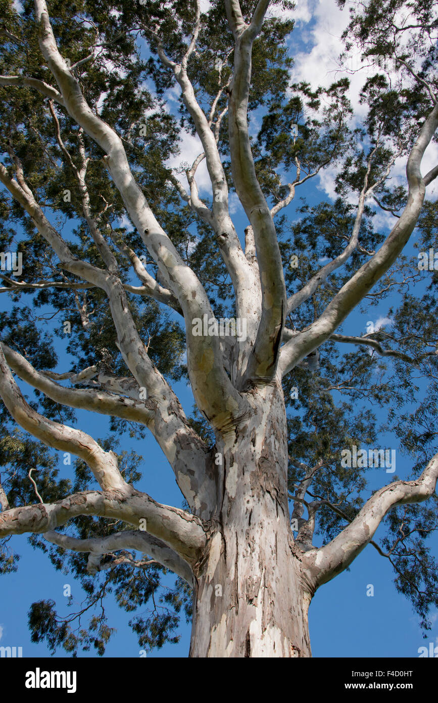 Australien, Perth. Kings Park. Perths premier 1.000 Hektar großen Stadtpark. Die Königin Baum, Red River Gum (Eucalyptus Camaldulensis). Von Königin Elizabeth II im Jahr 1954 gepflanzt. (Großformatige Größen erhältlich) Stockfoto