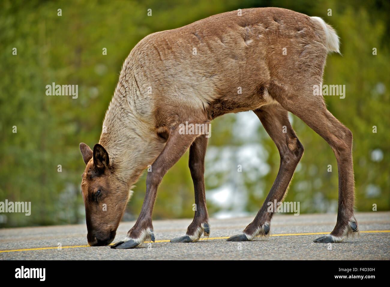 Ein junger Berg Caribou, Rangifer Tarandus Caribou, Migration im zeitigen Frühjahr in den Cariboo Mountains von British Columbia, stoppt, um eine Autobahn für Rest Salz, einer roten Liste Öko-Typusart suchen. (Großformatige Größen erhältlich) Stockfoto