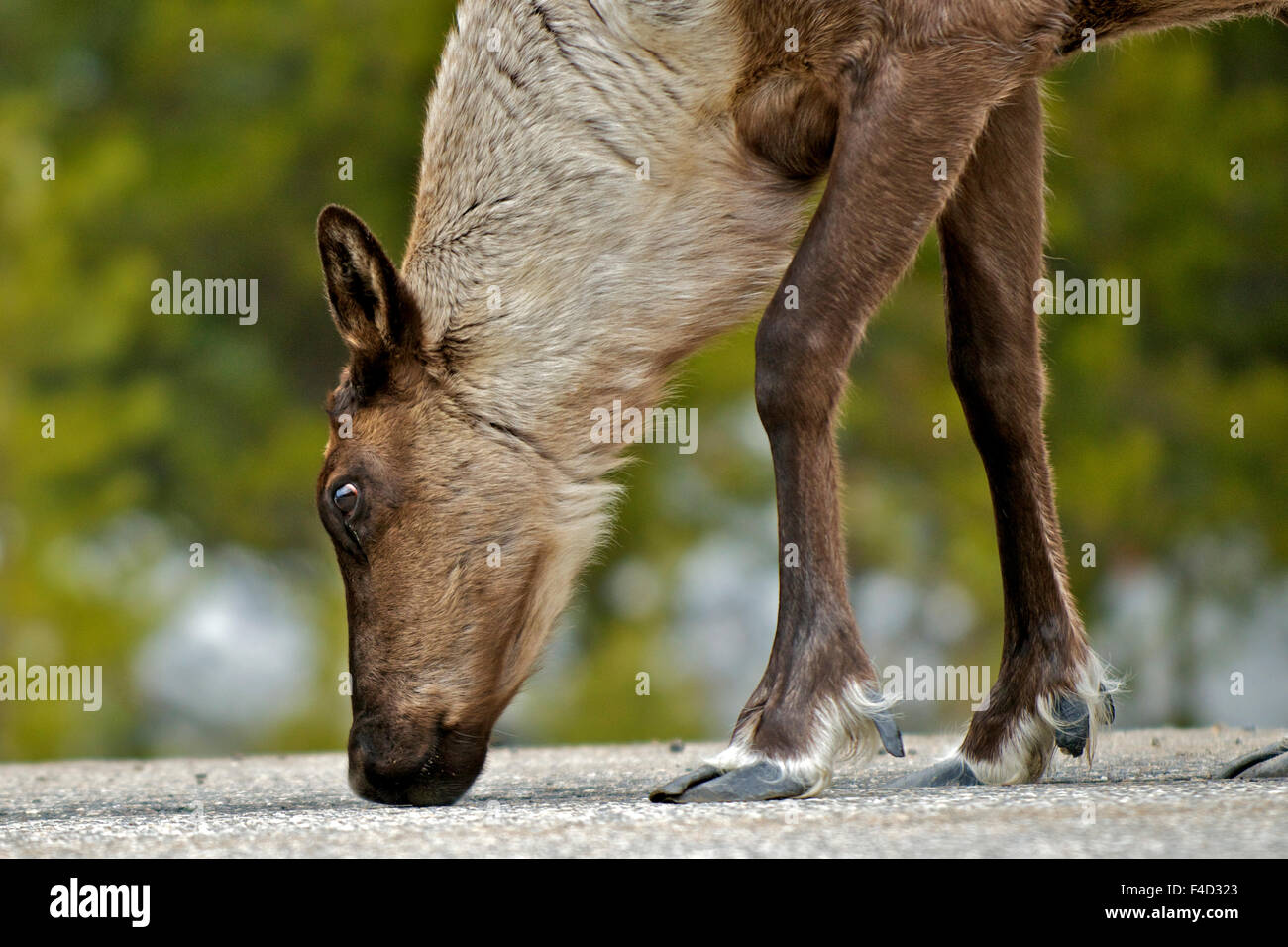 Ein junger Berg Caribou, Rangifer Tarandus Caribou, Migration im zeitigen Frühjahr in den Cariboo Mountains von British Columbia, stoppt, um eine Autobahn für Rest Salz, einer roten Liste Öko-Typusart suchen. Stockfoto