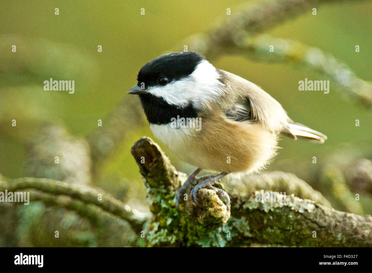 Ein schwarz-capped Meise (Poecile Atricapillus) hocken. Ein gemeinsames nördlichen nicht migrierend Singvogel der Wälder. Stockfoto