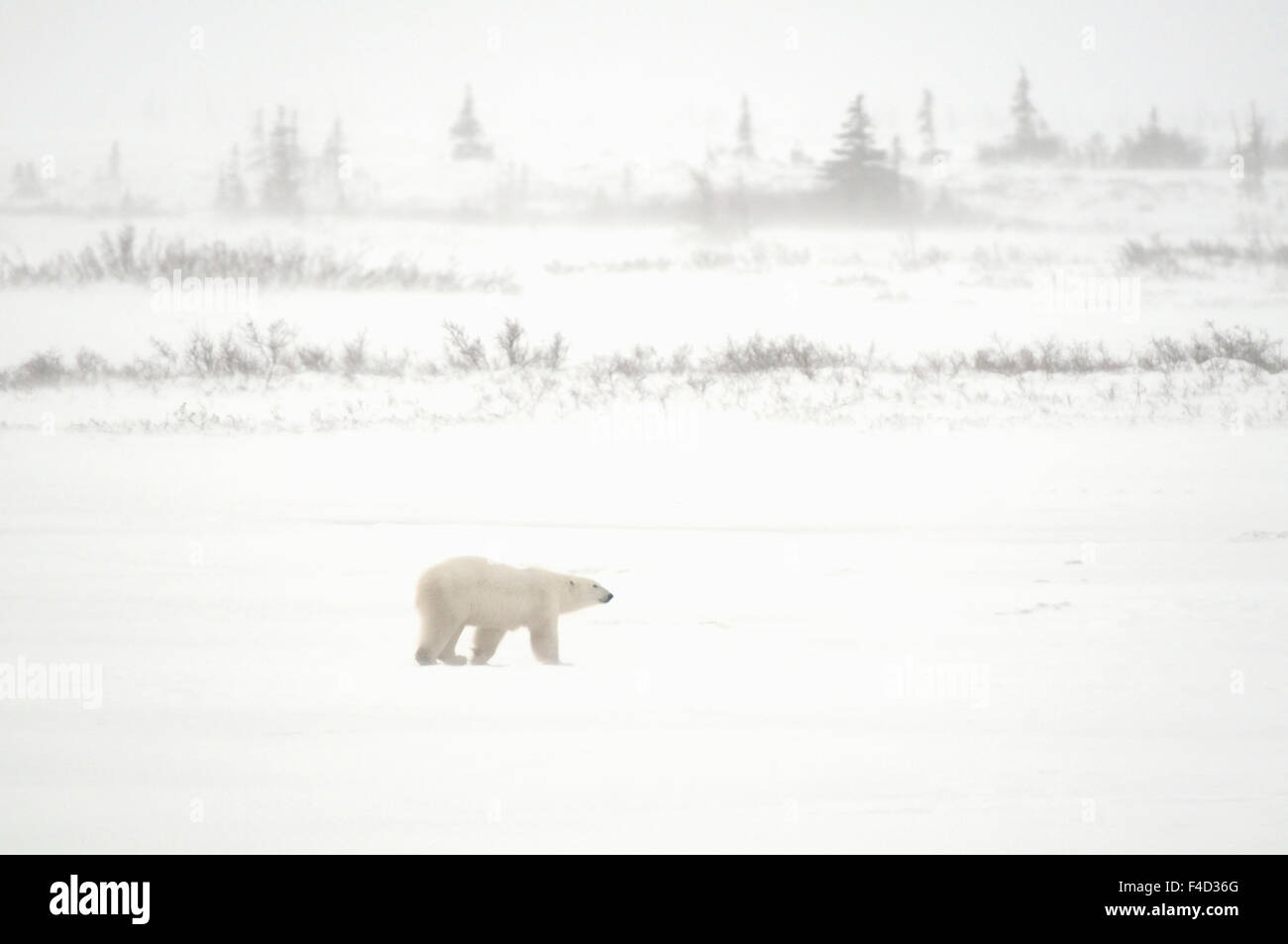 Kanada, Manitoba, Churchill. Eisbären gehen auf Tundra im Schneesturm. Kredit als: Mike Grandmaison / Jaynes Galerie / DanitaDelimont.com Stockfoto