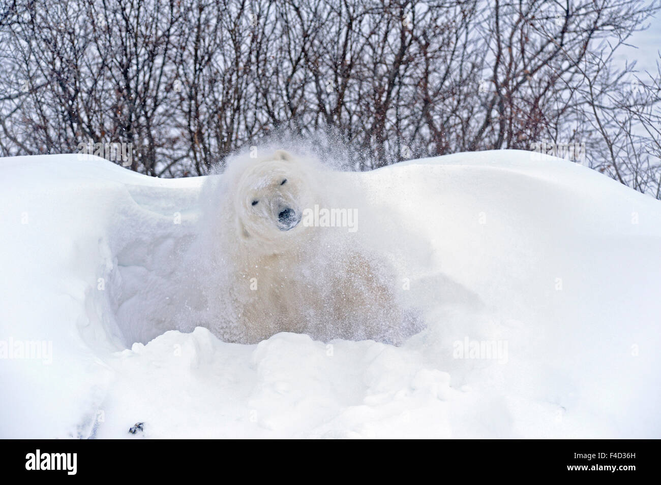 Kanada, Manitoba, Churchill. Polar Bear Schnee auf gefrorene Tundra abschütteln. Kanada-Kredit als: Mike Grandmaison / Jaynes Galerie / DanitaDelimont.com Stockfoto