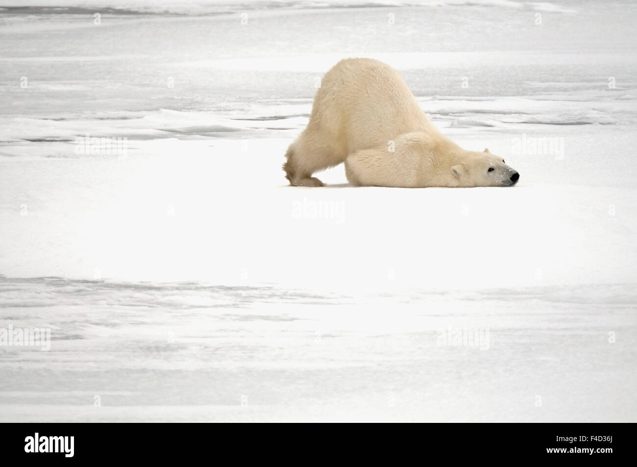 Kanada, Manitoba, Churchill. Eisbär, kratzen sich auf gefrorene Tundra. Kredit als: Mike Grandmaison / Jaynes Galerie / DanitaDelimont.com Stockfoto