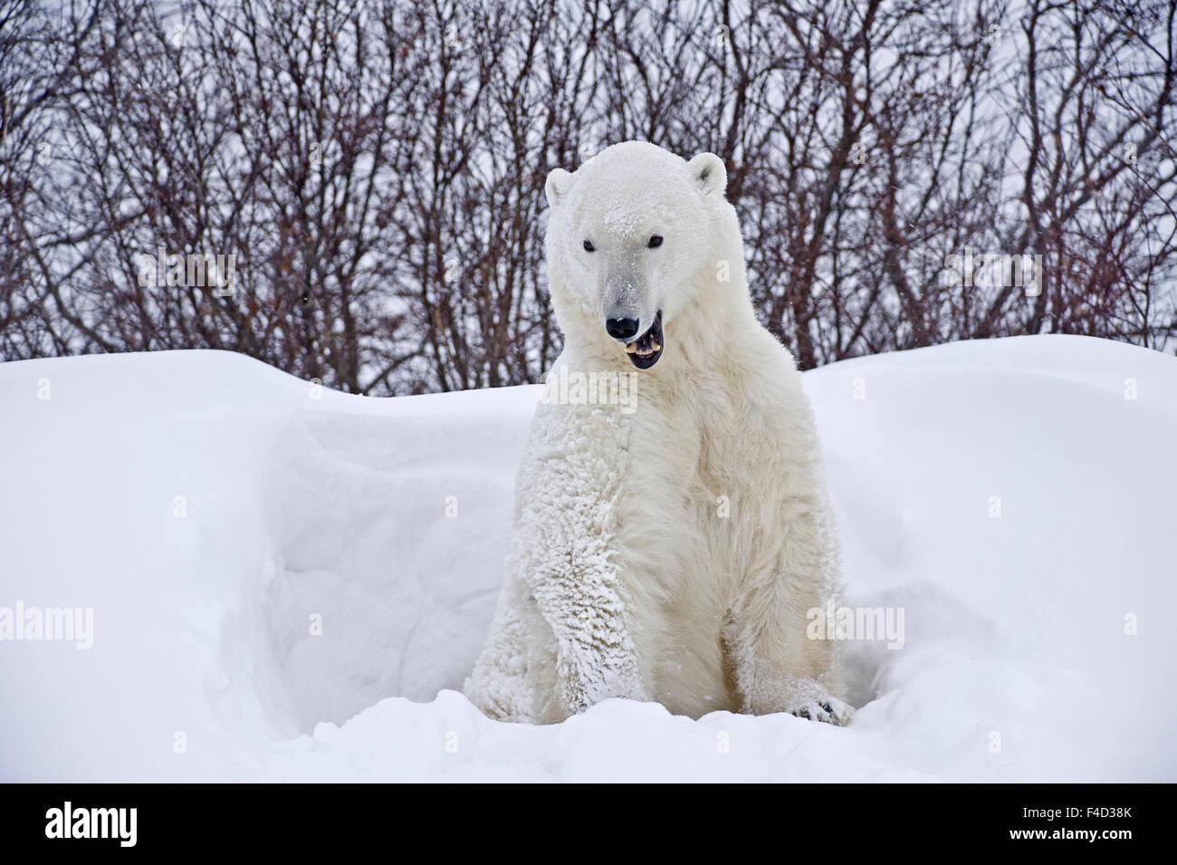 Kanada, Manitoba, Churchill. Eisbär aus Schnee Schutz. Kanada-Kredit als: Mike Grandmaison / Jaynes Galerie / DanitaDelimont.com Stockfoto