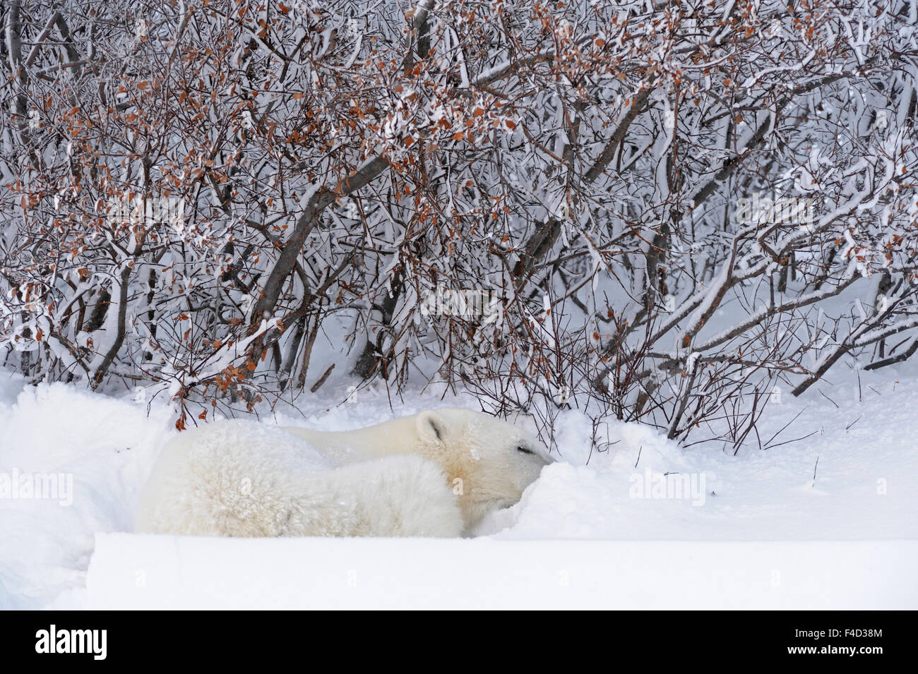 Kanada, Manitoba, Churchill. Eisbär, schlafen im Schnee. Kredit als: Mike Grandmaison / Jaynes Galerie / DanitaDelimont.com Stockfoto