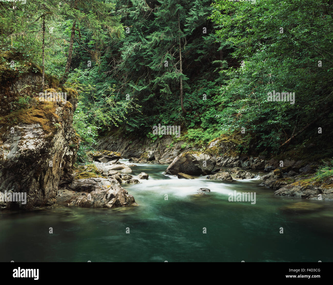 Vancouver Island, Little Qualicum Falls Provincial Park, The Little Qualicum River fließt durch einen üppigen Wald. (Großformatige Größen erhältlich) Stockfoto