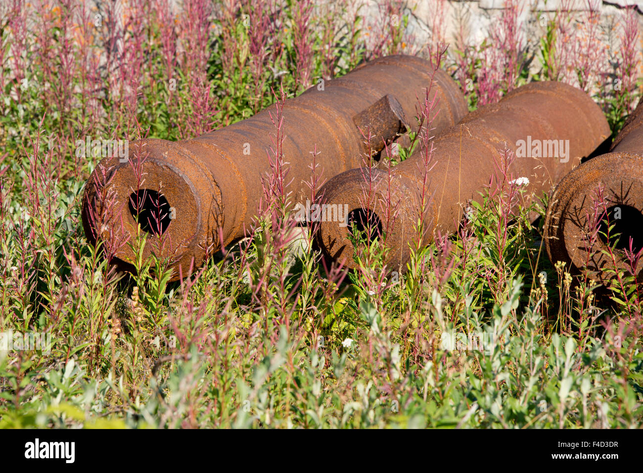 Kanada, Manitoba, Churchill. National Historic Site of Canada, Prince Of Wales Fort. Antike Kanonen mit Weidenröschen (Camerion Agustifolium). (Großformatige Größen erhältlich) Stockfoto