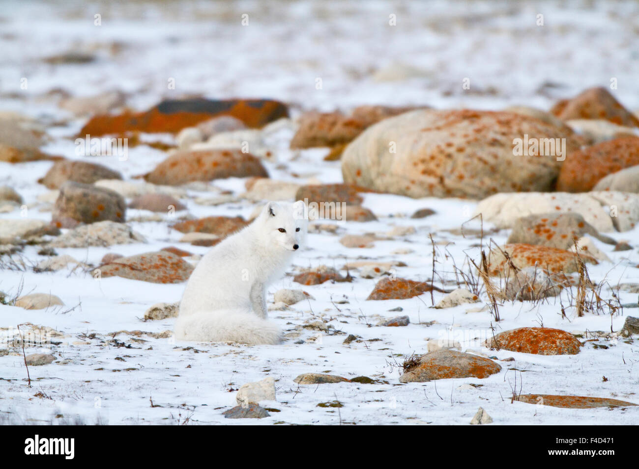 Polarfuchs (Alopex Lagopus) Churchill Wildlife Management Area, Churchill, Manitoba, Kanada. Stockfoto