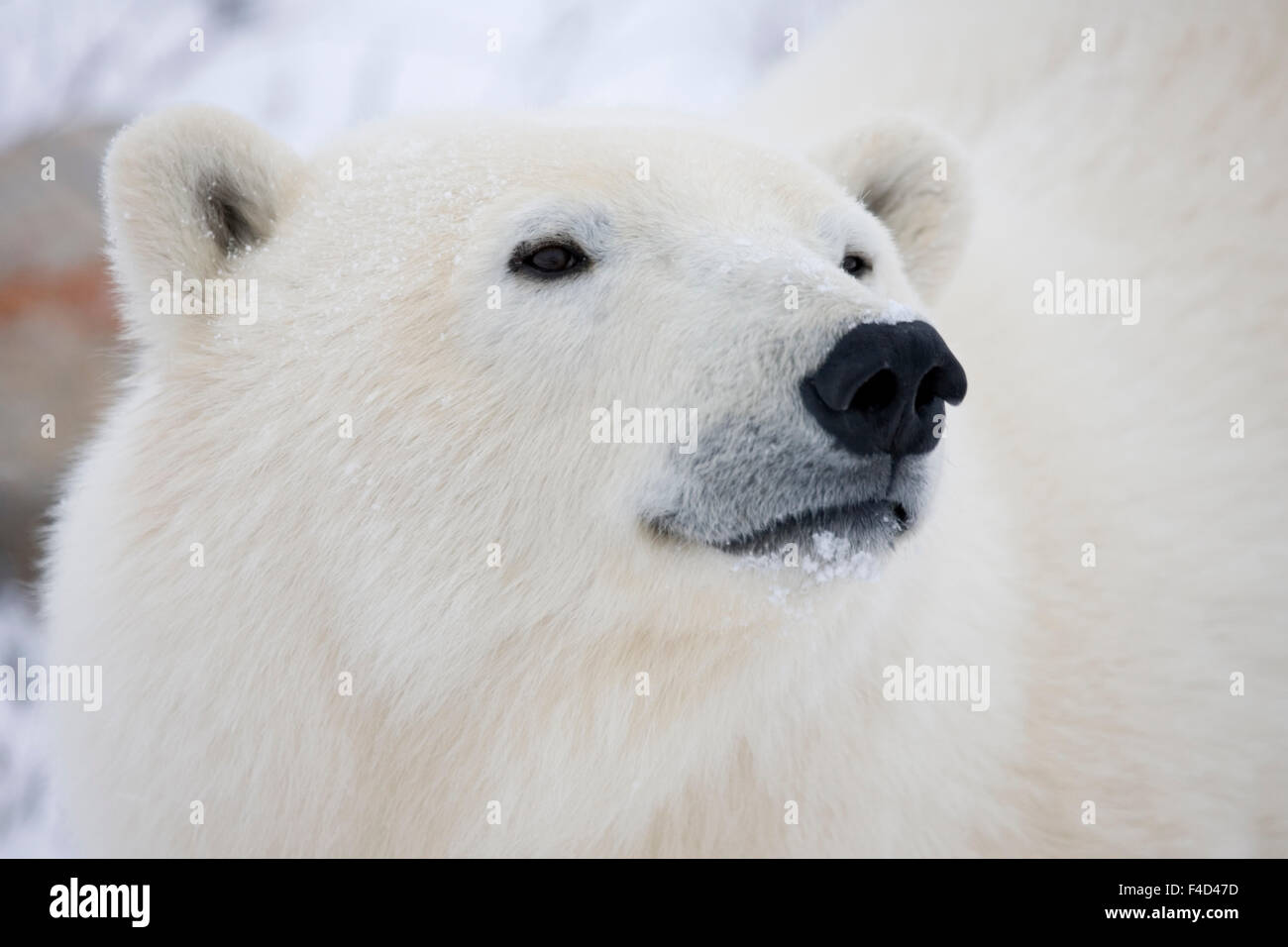 Eisbär (Ursus Maritimus) Churchill, Manitoba, Kanada. Stockfoto