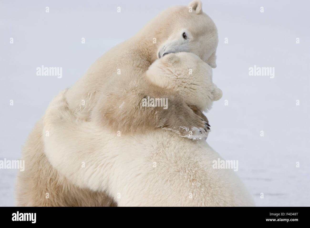 Eisbären (Ursus Maritimus) sparring, Churchill, Manitoba, Kanada. Stockfoto