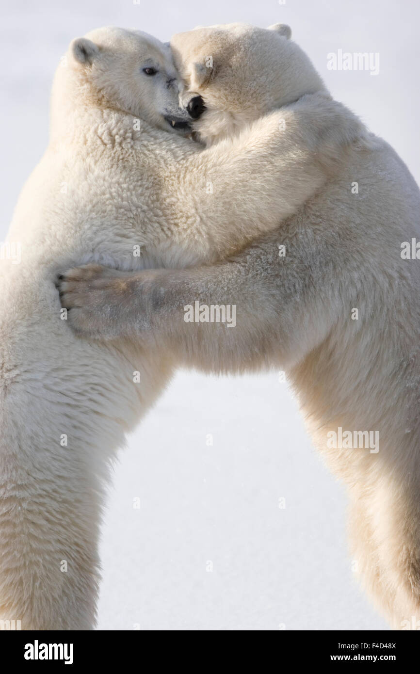 Eisbären (Ursus Maritimus) sparring, Churchill, Manitoba, Kanada. Stockfoto