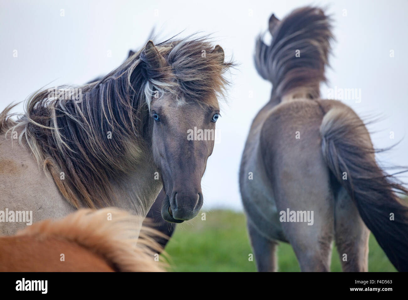 Blauäugige Islandpferd, Nordhurland Vestra, Island. Stockfoto