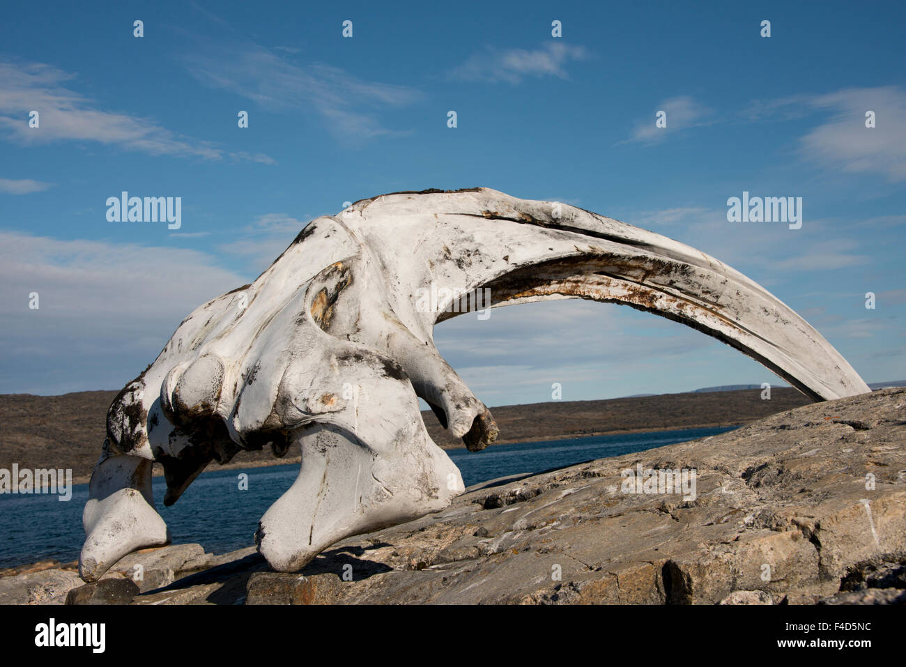 Kanada, Nunavut, Qikiqtaaluk Region, Kekerten Insel. Kekerten Historic Park Erhaltung Artefakte aus Walfänger. Bowhead Whale Kieferknochen. (Großformatige Größen erhältlich) Stockfoto