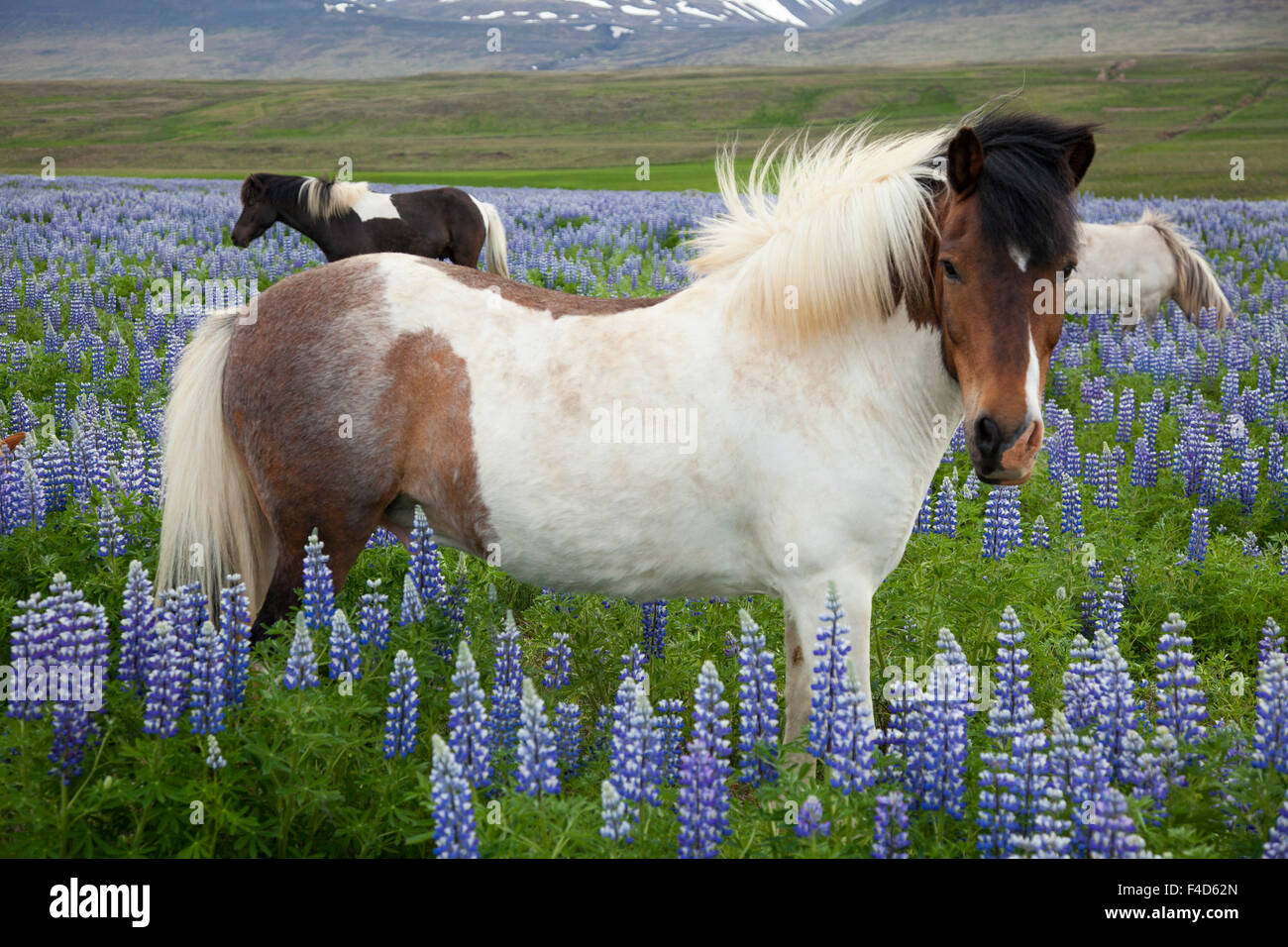 Isländische Pferde auf einer Wiese des Blauen Alaskan Lupinen, Csopak, Sao Martinho do Porto, Nordhurland Djupivogur, Island. Stockfoto