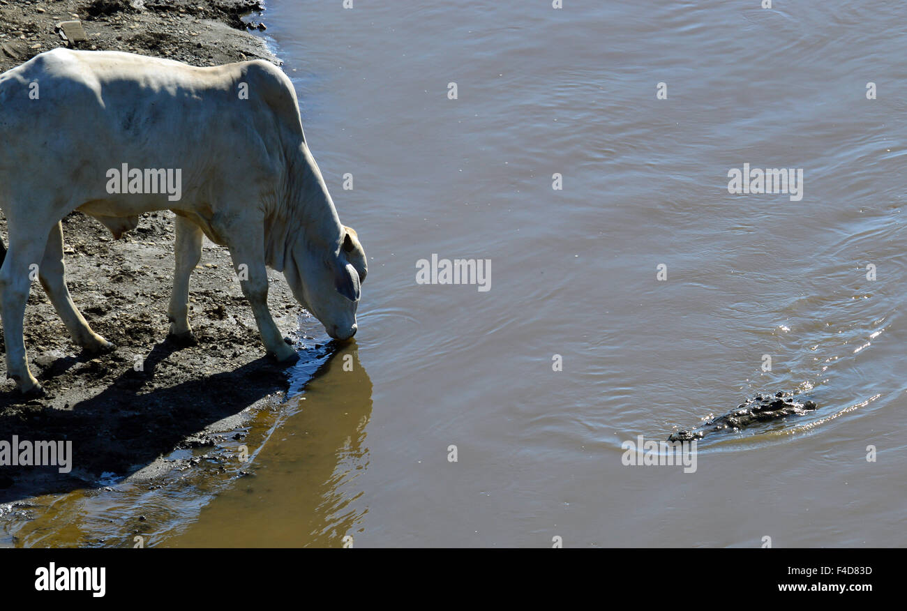 Krokodil Vs Kuh Stockfoto