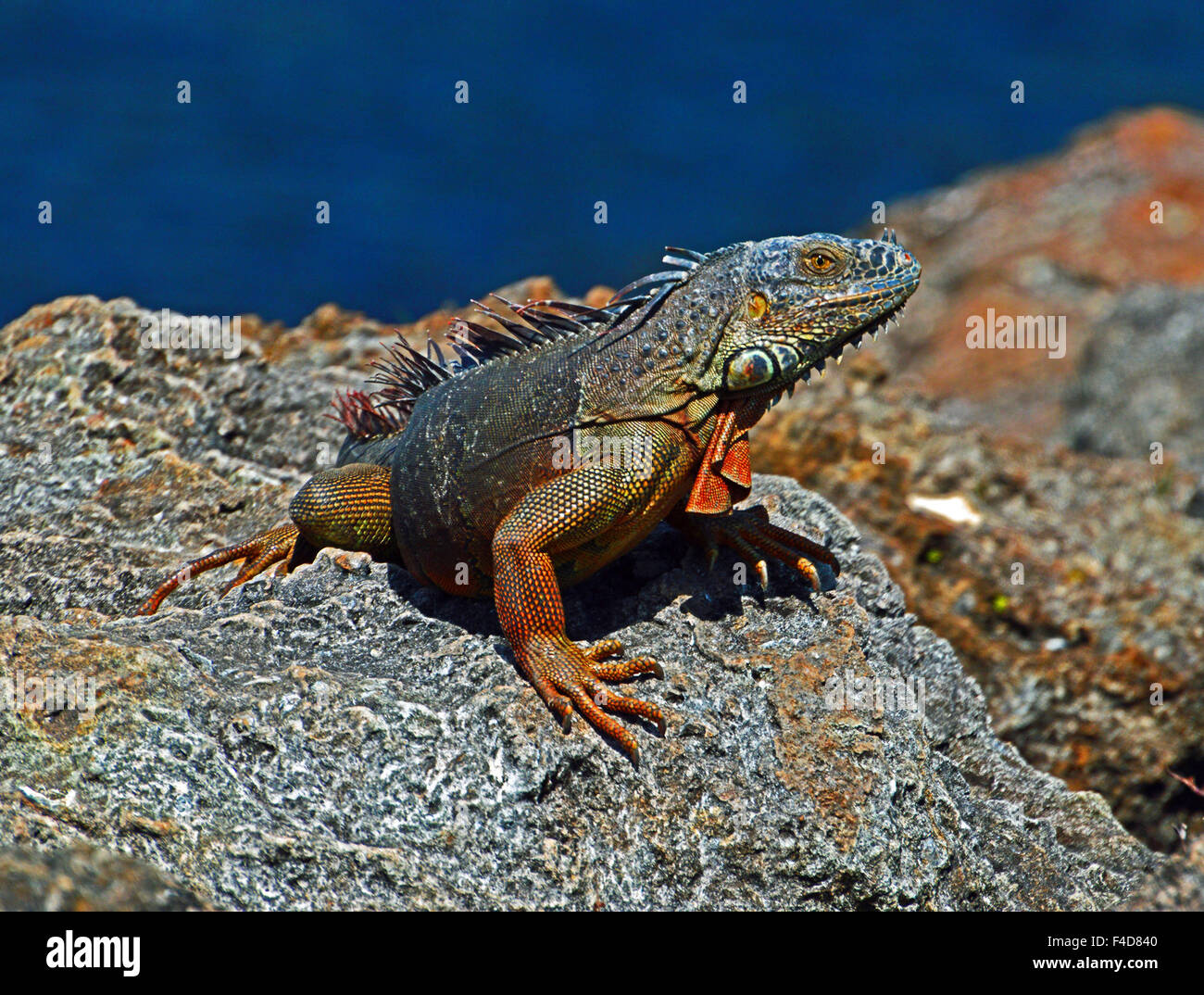 Palm beach florida leguan Fotos und Bildmaterial in hoher Auflösung