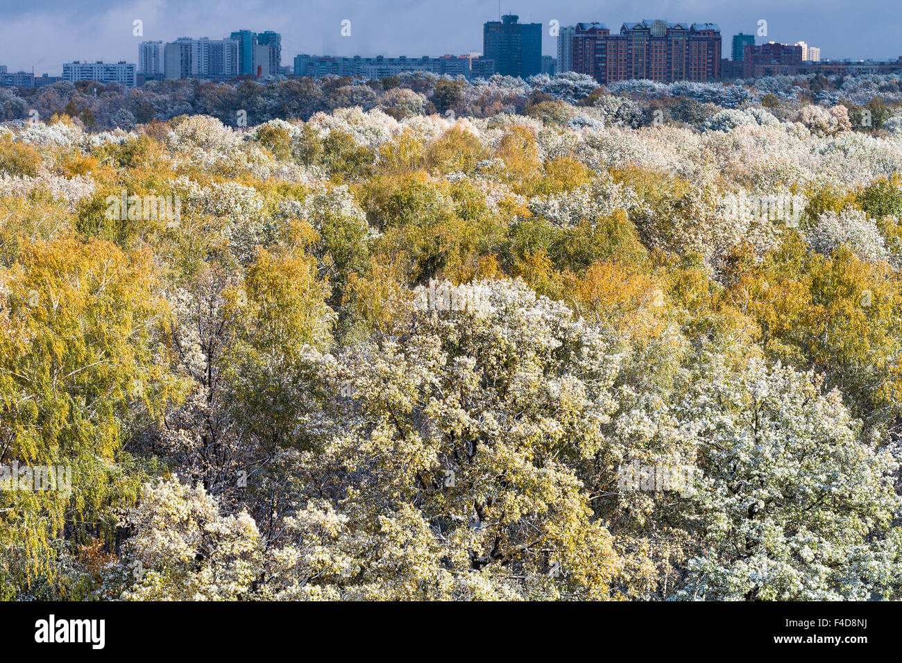 Erster Schnee auf üppige Blattwerk der Bäume im Wald und dunkelblauen Himmel über Stadt im Herbst Stockfoto