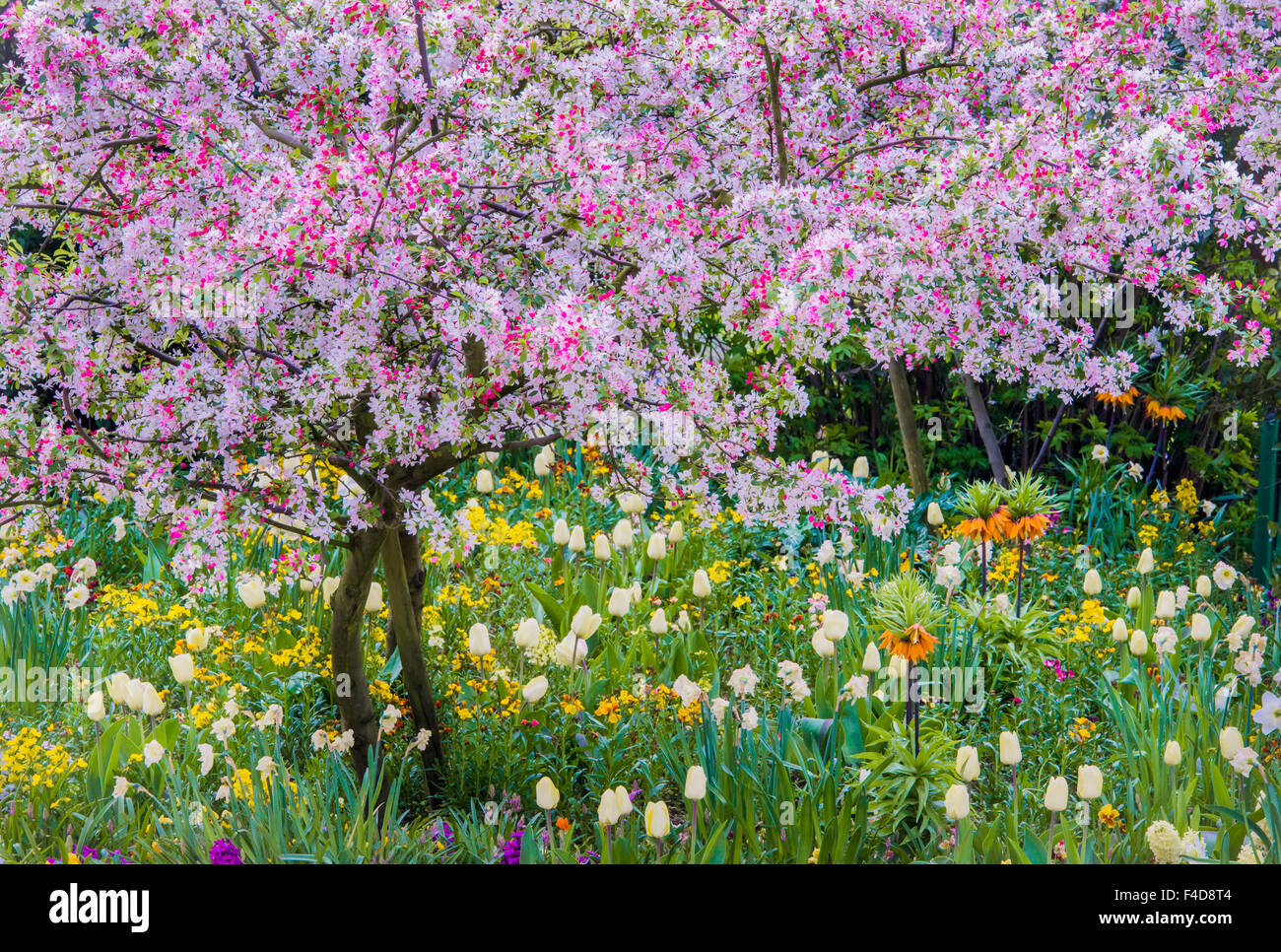 Frankreich, Giverny. Frühling in Monets Garten. Kredit als: Charles R. Needle / Jaynes Galerie / DanitaDelimont.com Stockfoto