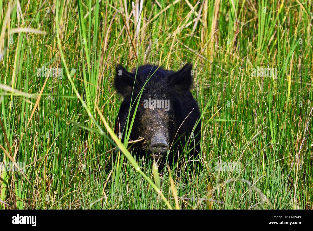 Wildschwein Stockfoto