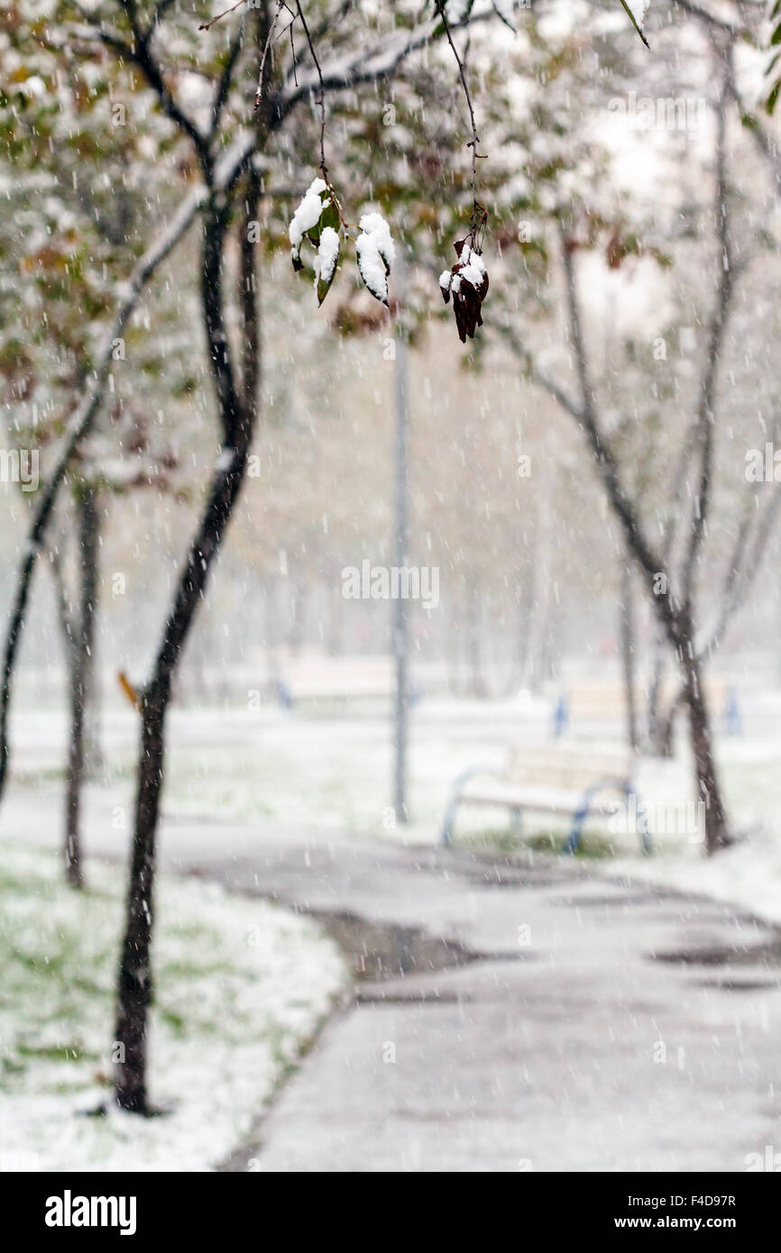 Schnee-bedeckten Zweig und der erste Schnee im Stadtpark in Herbsttag Stockfoto